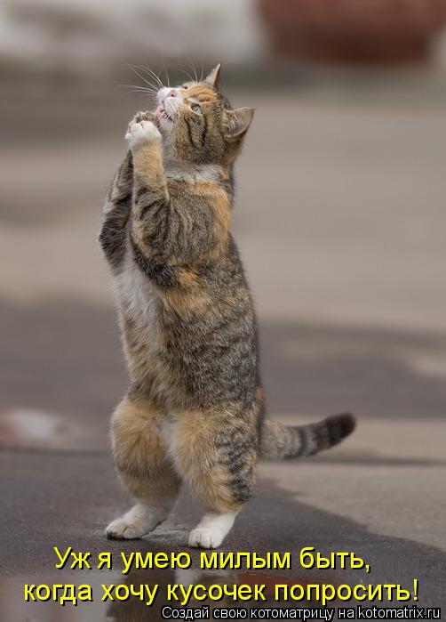 когда хочу кусочек попросить! Уж я умею милым быть,... Котоматрица: когда хочу кусочек попросить! Уж я умею милым быть,
