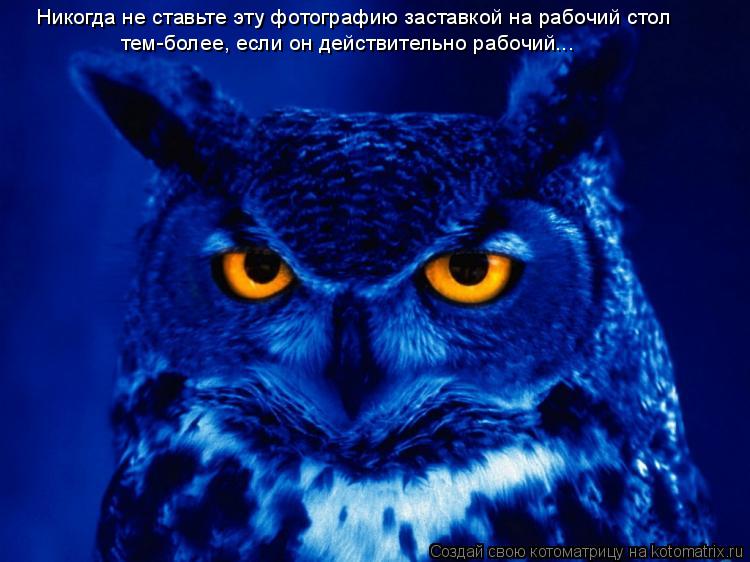 Никогда не ставьте эту фотографию заставкой на рабочий стол тем-более, если он действительно рабочий.... Котоматрица: Никогда не ставьте эту фотографию заставкой на рабочий стол тем-более, если он действительно рабочий...