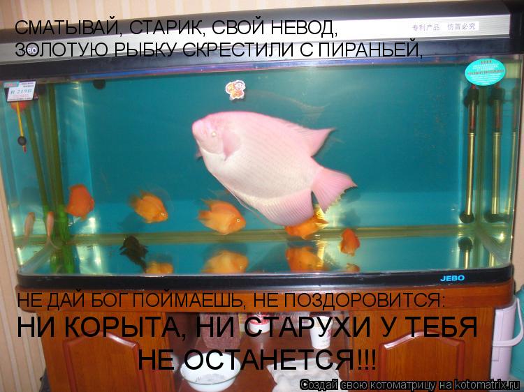 СМАТЫВАЙ, СТАРИК, СВОЙ НЕВОД, ЗОЛОТУЮ РЫБКУ СКРЕСТИЛИ С ПИРАНЬЕЙ, НЕ ДАЙ БОГ ПОЙМАЕШЬ, НЕ ПОЗДОРОВИТС... Котоматрица: СМАТЫВАЙ, СТАРИК, СВОЙ НЕВОД, ЗОЛОТУЮ РЫБКУ СКРЕСТИЛИ С ПИРАНЬЕЙ, НЕ ДАЙ БОГ ПОЙМАЕШЬ, НЕ ПОЗДОРОВИТСЯ: НИ КОРЫТА, НИ СТАРУХИ У ТЕБЯ НЕ ОСТАНЕ