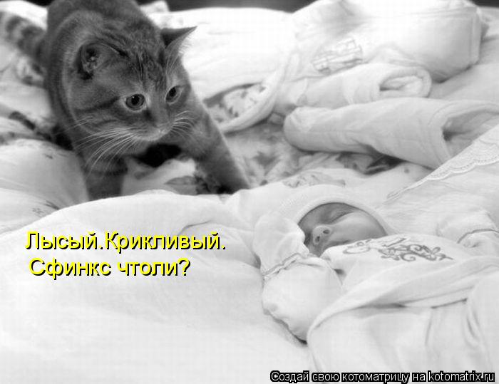 Лысый.Крикливый. Сфинкс чтоли?... Котоматрица: Лысый.Крикливый. Сфинкс чтоли?