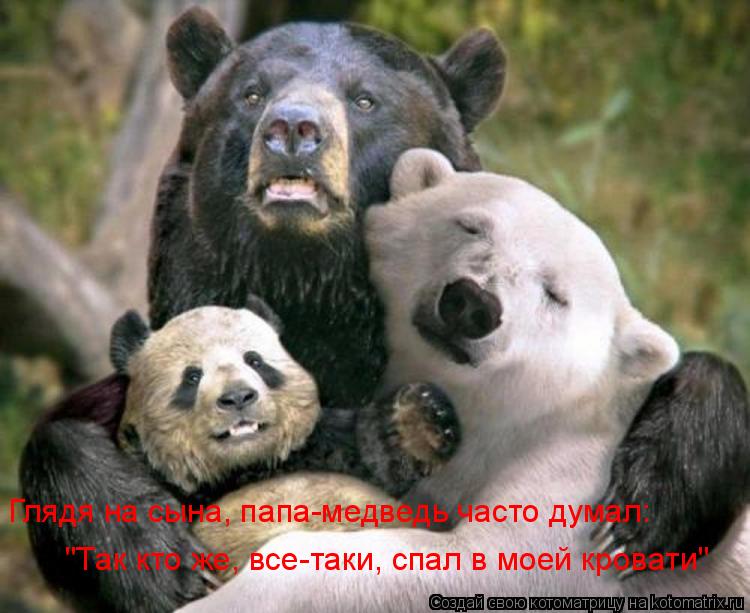 Глядя на сына, папа-медведь часто думал: "Так кто же, все-таки, спал в моей кровати"... Котоматрица: Глядя на сына, папа-медведь часто думал: "Так кто же, все-таки, спал в моей кровати"