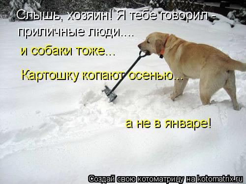 Слышь, хозяин! Я тебе говорил - приличные люди.... и собаки тоже... Картошку копают осенью... а не в ... Котоматрица: Слышь, хозяин! Я тебе говорил - приличные люди.... и собаки тоже... Картошку копают осенью... а не в январе!