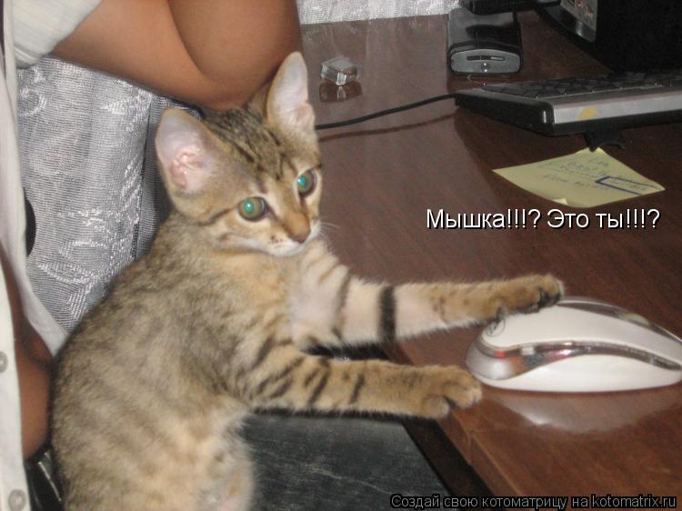 Мышка!!!? Это ты!!!?... Котоматрица: Мышка!!!? Это ты!!!?