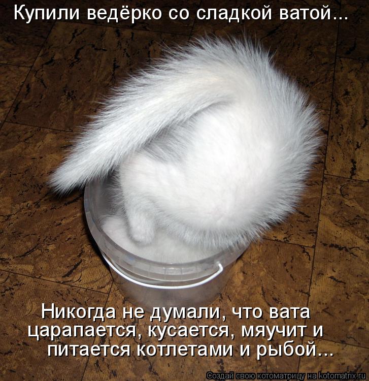 Купили ведёрко со сладкой ватой... Никогда не думали, что вата царапается, кусается, мяучит и питаетс... Котоматрица: Купили ведёрко со сладкой ватой... Никогда не думали, что вата царапается, кусается, мяучит и питается котлетами и рыбой...