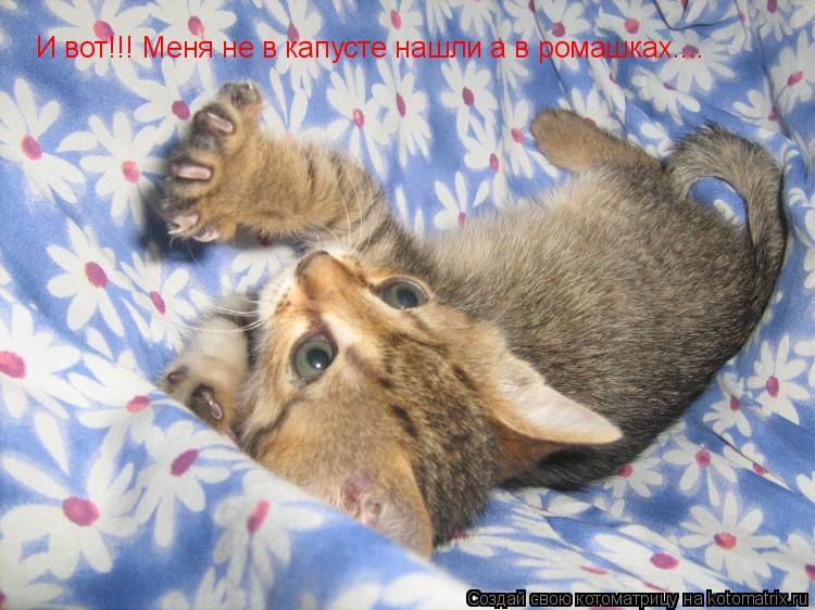 И вот!!! Меня не в капусте нашли а в ромашках....... Котоматрица: И вот!!! Меня не в капусте нашли а в ромашках....