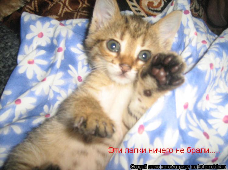 Эти лапки ничего не брали........ Котоматрица: Эти лапки ничего не брали.....