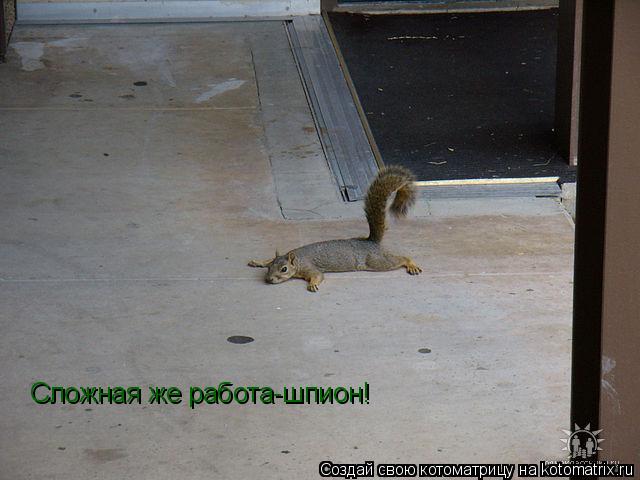 Сложная же работа-шпион!... Котоматрица: Сложная же работа-шпион!