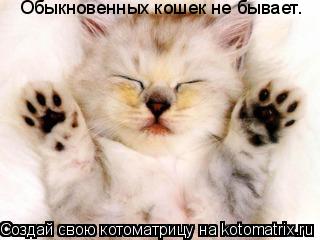 Обыкновенных кошек не бывает.... Котоматрица: Обыкновенных кошек не бывает.