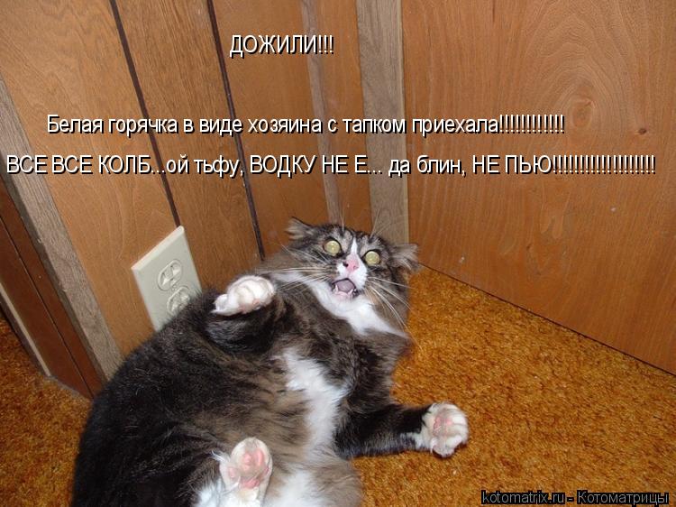 ДОЖИЛИ!!! Белая горячка в виде хозяина с тапком приехала!!!!!!!!!!!! ВСЕ ВСЕ КОЛБ...ой тьфу, ВОДКУ НЕ... Котоматрица: ДОЖИЛИ!!! Белая горячка в виде хозяина с тапком приехала!!!!!!!!!!!! ВСЕ ВСЕ КОЛБ...ой тьфу, ВОДКУ НЕ Е... да блин, НЕ ПЬЮ!!!!!!!!!!!!!!!!!!!