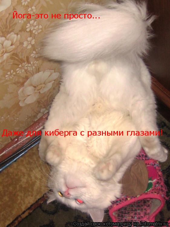 Йога-это не просто... Даже для киберга с разными глазами!... Котоматрица: Йога-это не просто... Даже для киберга с разными глазами!