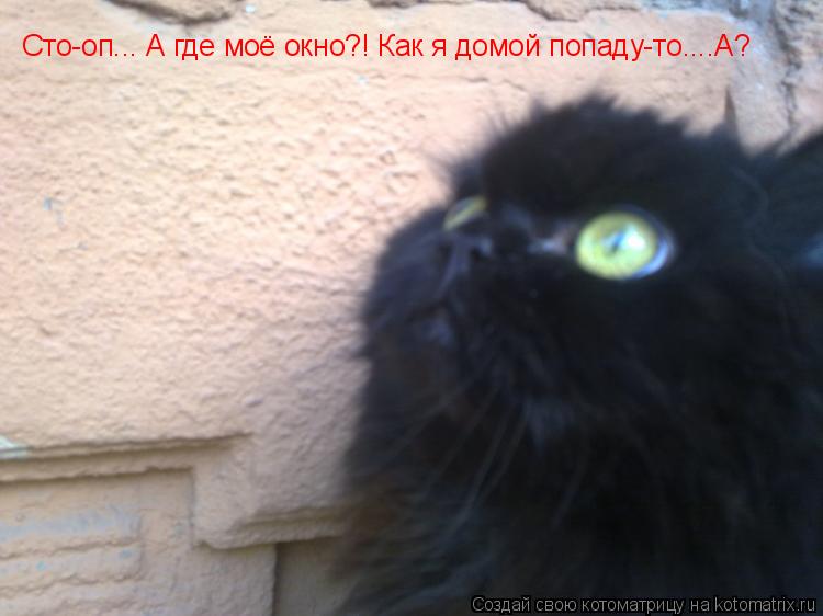 Сто-оп... А где моё окно?! Как я домой попаду-то....А?... Котоматрица: Сто-оп... А где моё окно?! Как я домой попаду-то....А?