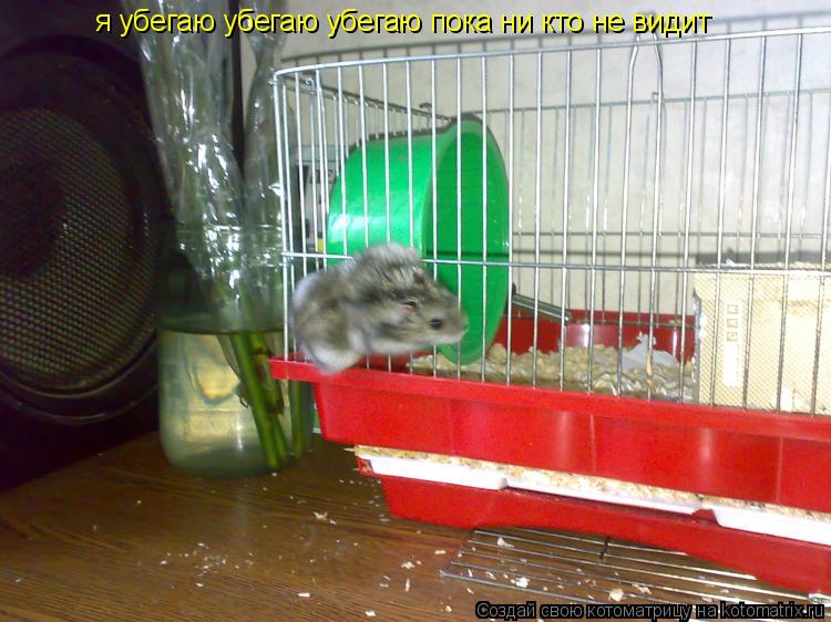 я убегаю убегаю убегаю пока ни кто не видит... Котоматрица: я убегаю убегаю убегаю пока ни кто не видит
