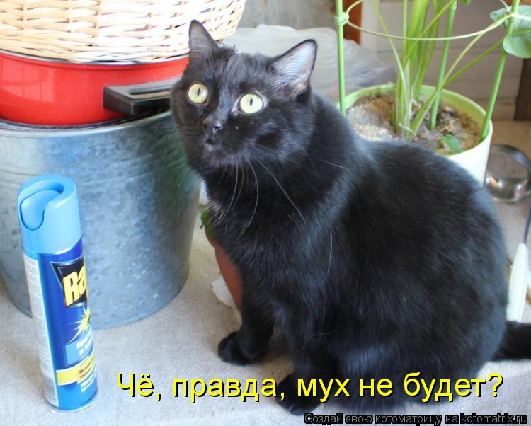 Чё, правда, мух не будет?... Котоматрица: Чё, правда, мух не будет?
