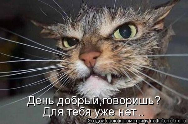 День добрый,говоришь? Для тебя уже нет...... Котоматрица: День добрый,говоришь? Для тебя уже нет...