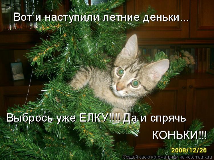 Вот и наступили летние деньки... Выбрось уже ЕЛКУ!!!! Да и спрячь КОНЬКИ!!!... Котоматрица: Вот и наступили летние деньки... Выбрось уже ЕЛКУ!!!! Да и спрячь КОНЬКИ!!!