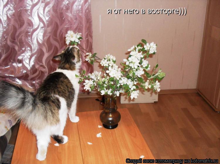 я от него в восторге)))... Котоматрица: я от него в восторге)))