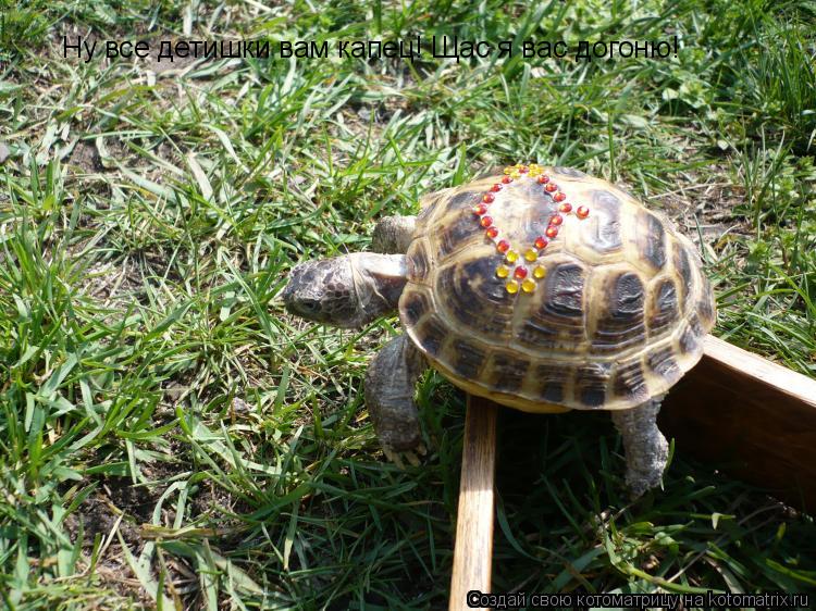 Ну все детишки вам капец! Щас я вас догоню!... Котоматрица: Ну все детишки вам капец! Щас я вас догоню!