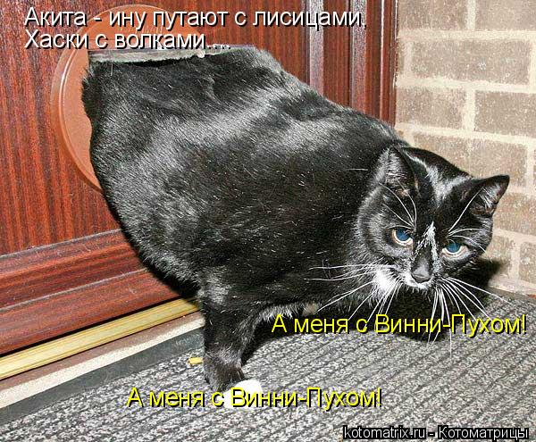 Акита - ину путают с лисицами, Хаски с волками.... А меня с Винни-Пухом! А меня с Винни-Пухом!... Котоматрица: Акита - ину путают с лисицами, Хаски с волками.... А меня с Винни-Пухом! А меня с Винни-Пухом!