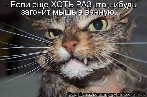 Котоматрица: - Если еще ХОТЬ РАЗ кто-нибудь загонит мышь в ванную...