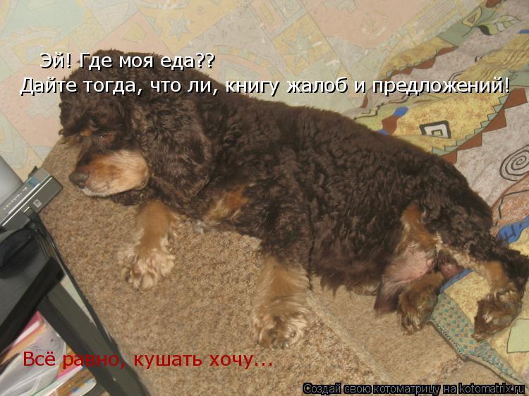 Эй! Где моя еда?? Всё равно, кушать хочу... Дайте тогда, что ли, книгу жалоб и предложений!... Котоматрица: Эй! Где моя еда?? Всё равно, кушать хочу... Дайте тогда, что ли, книгу жалоб и предложений!