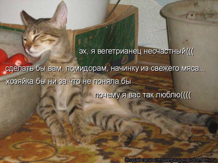 Котоматрица: эх, я вегетрианец несчастный((( сделать бы вам, помидорам, начинку из свежего мяса... хозяйка бы ни за что не поняла бы  почему я вас так люблю(((