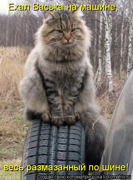 Котоматрица: Ехал Васька на машине, весь размазанный по шине!