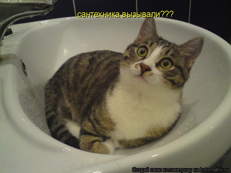 Котоматрица: сантехника вызывали???
