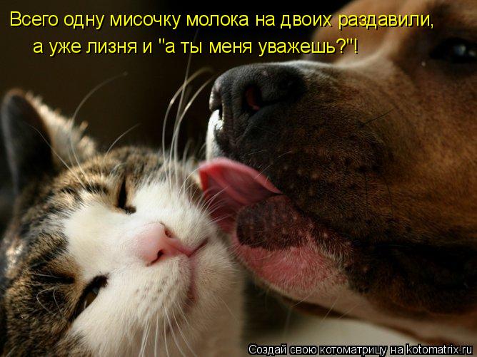 Котоматрица: Всего одну мисочку молока на двоих раздавили,  а уже лизня и "а ты меня уважешь?"!