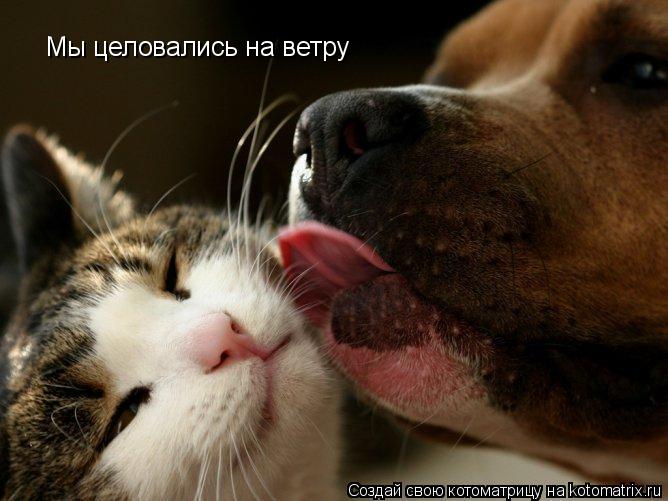 Котоматрица: Мы целовались на ветру