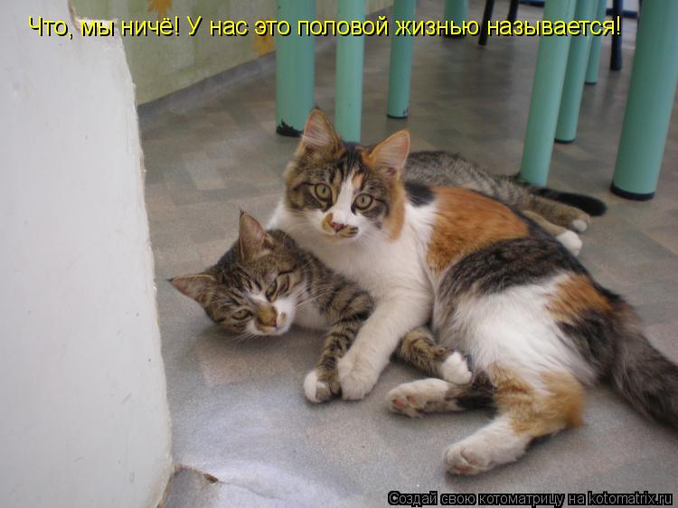Котоматрица: Что, мы ничё! У нас это половой жизнью называется!