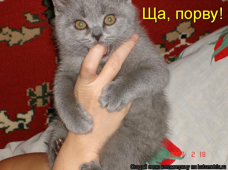 Котоматрица: Ща, порву!