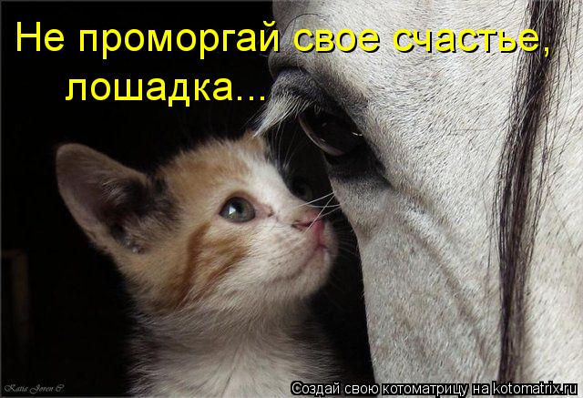 Не проморгай свое счастье, лошадка...... Котоматрица: Не проморгай свое счастье, лошадка...