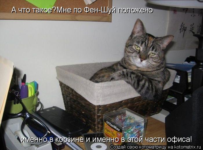 А что такое?Мне по Фен-Шуй положено именно в корзине и именно в этой части офиса!... Котоматрица: А что такое?Мне по Фен-Шуй положено именно в корзине и именно в этой части офиса!