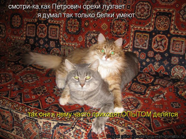Котоматрица: смотри-ка,как Петрович орехи лузгает я думал так только белки умеют так они к нему часто приходят,ОПЫТОМ делятся