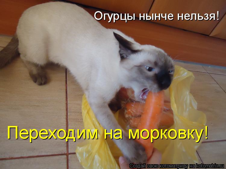 Огурцы нынче нельзя! Переходим на морковку!... Котоматрица: Огурцы нынче нельзя! Переходим на морковку!