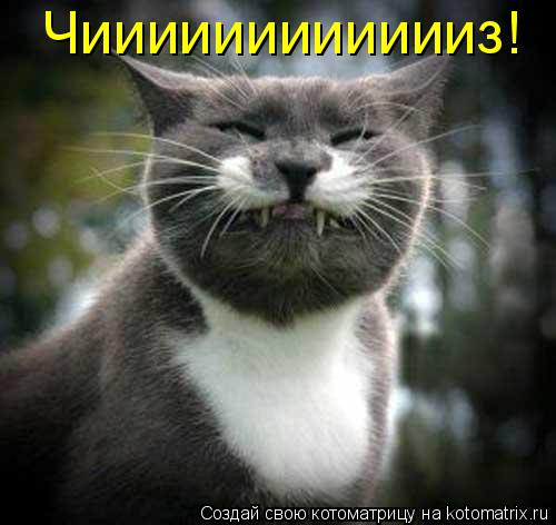 Чииииииииииииз!... Котоматрица: Чииииииииииииз!