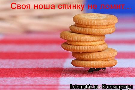Котоматрица: Своя ноша спинку не ломит...