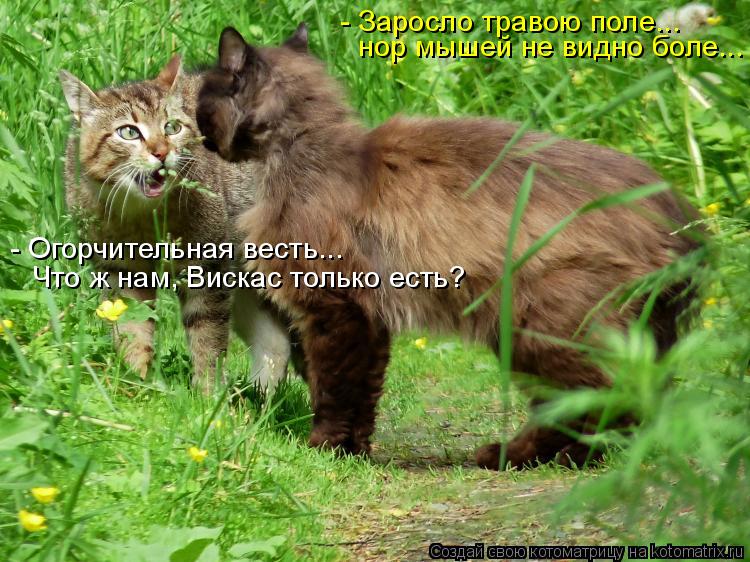 нор мышей не видно боле... - Заросло травою поле... - Огорчительная весть... Что ж нам, Вискас только... Котоматрица: нор мышей не видно боле... - Заросло травою поле... - Огорчительная весть... Что ж нам, Вискас только есть?