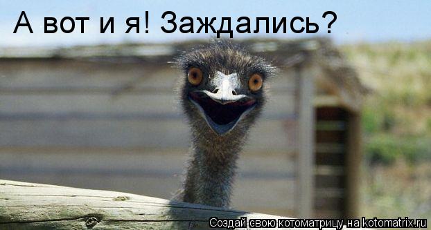 А вот и я! Заждались?... Котоматрица: А вот и я! Заждались?