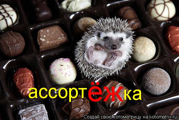 ассорт ёж ка... Котоматрица: ассорт ёж ка