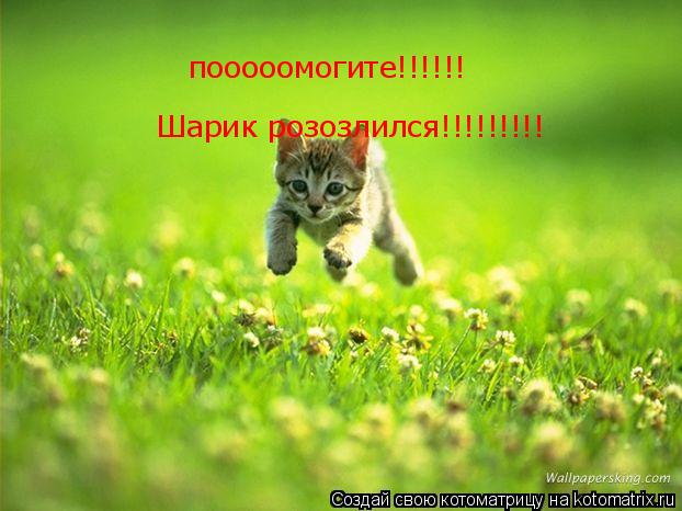 пооооомогите!!!!!! Шарик розозлился!!!!!!!!!... Котоматрица: пооооомогите!!!!!! Шарик розозлился!!!!!!!!!