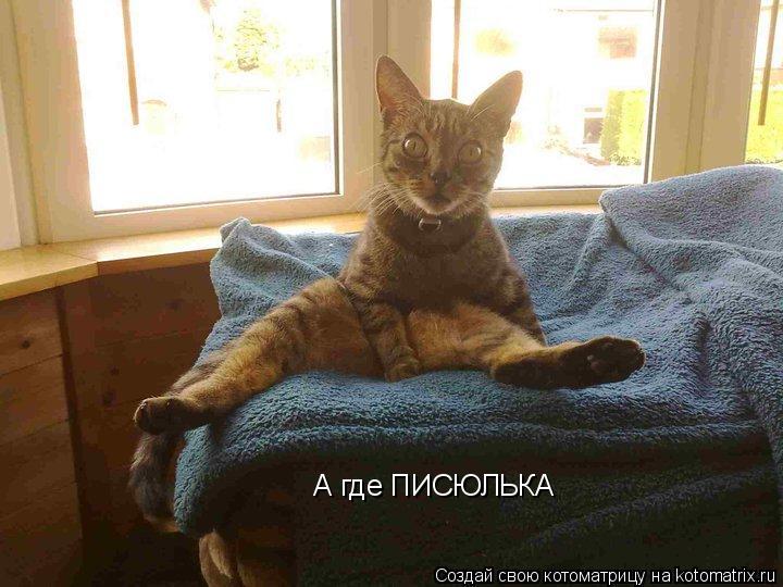 А где ПИСЮЛЬКА... Котоматрица: А где ПИСЮЛЬКА