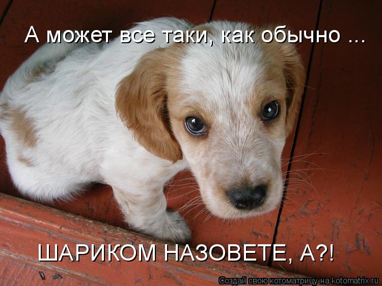 А может все таки, как обычно ... ШАРИКОМ НАЗОВЕТЕ, А?!... Котоматрица: А может все таки, как обычно ... ШАРИКОМ НАЗОВЕТЕ, А?!