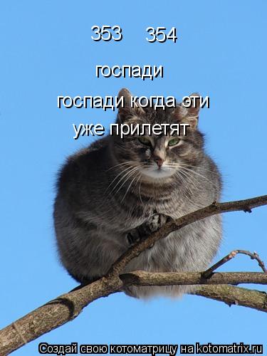 353 354 госпади госпади когда эти уже прилетят... Котоматрица: 353 354 госпади госпади когда эти уже прилетят