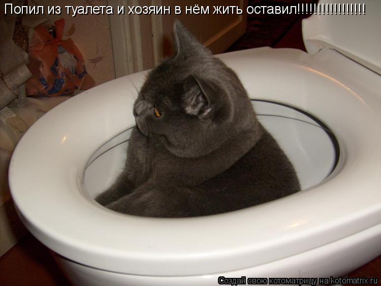 Попил из туалета и хозяин в нём жить оставил!!!!!!!!!!!!!!!!!... Котоматрица: Попил из туалета и хозяин в нём жить оставил!!!!!!!!!!!!!!!!!