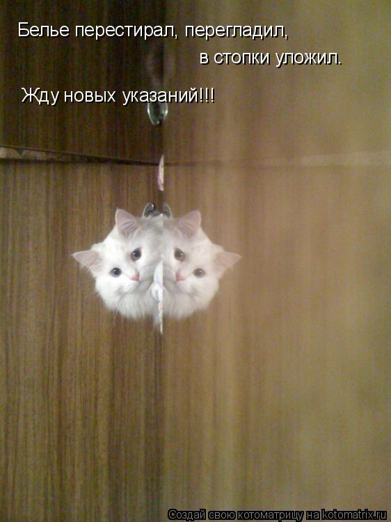 Белье перестирал, перегладил, в стопки уложил. Жду новых указаний!!!... Котоматрица: Белье перестирал, перегладил, в стопки уложил. Жду новых указаний!!!