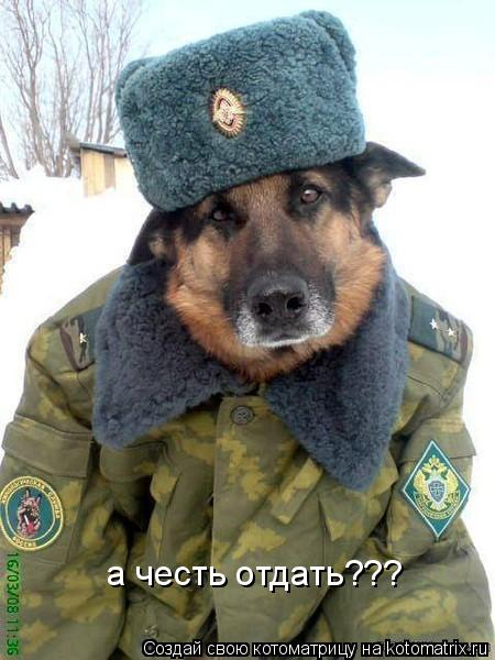 а честь отдать???... Котоматрица: а честь отдать???