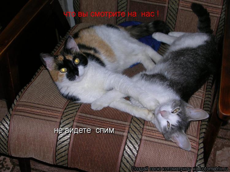 что вы смотрите на нас ! не видете спим... Котоматрица: что вы смотрите на нас ! не видете спим