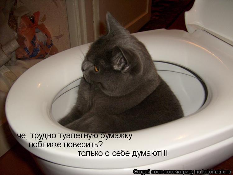че, трудно туалетную бумажку поближе повесить? только о себе думают!!!... Котоматрица: че, трудно туалетную бумажку поближе повесить? только о себе думают!!!