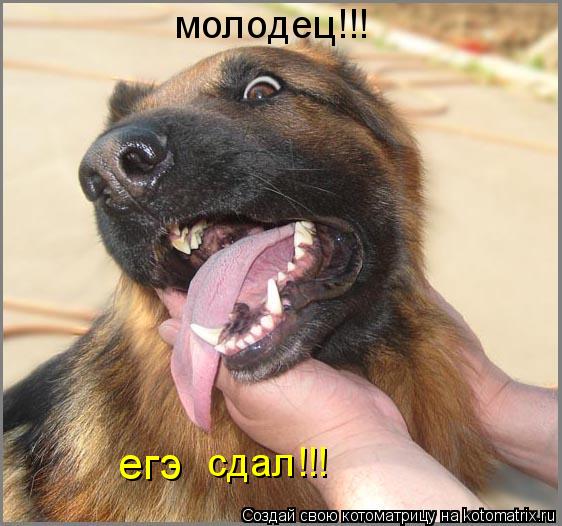 молодец!!! егэ сдал!!!... Котоматрица: молодец!!! егэ сдал!!!